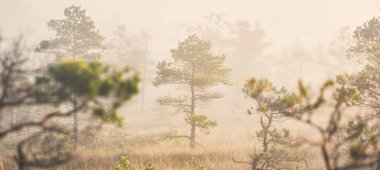 Gündoğumunda yoğun ve gizemli bir siste Evergreen Ormanı (bataklık). - Letonya. Yumuşak güneş ışığı. Idyllic sonbahar manzarası. Peri, rüya gibi bir sahne. Saf doğa, eko-turizm teması