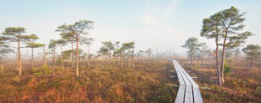 Gün doğumunda sisli bir bataklıkta. Genç çam ağaçları ve çiçek açan orman zeminleri, ahşap patikalar. Gökyüzü açık. Idyllic manzara. Kemeri Milli Parkı, Letonya