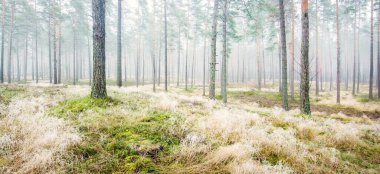 Beyaz bir sis içinde her zaman yeşil olan ormanın içinden geçen bir yol. Güçlü çam ağaçları, yosun, eğrelti otu, bitkiler. Resimli panoramik manzara. Sonbahar, kışın başlangıcı. Saf doğa, çevresel koruma, ekoloji