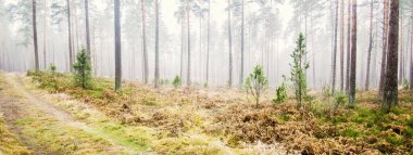 Beyaz bir sis içinde her zaman yeşil olan ormanın içinden geçen bir yol. Güçlü çam ağaçları, yosun, eğrelti otu, bitkiler. Resimli panoramik manzara. Sonbahar, kışın başlangıcı. Saf doğa, çevresel koruma, ekoloji