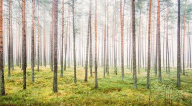 Beyaz bir sis içinde her zaman yeşil olan ormanın içinden geçen bir yol. Güçlü çam ağaçları, yosun, eğrelti otu, bitkiler. Resimli panoramik manzara. Sonbahar, kışın başlangıcı. Saf doğa, çevresel koruma, ekoloji