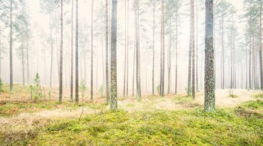 Beyaz bir sis içinde her zaman yeşil olan ormanın içinden geçen bir yol. Güçlü çam ağaçları, yosun, eğrelti otu, bitkiler. Resimli panoramik manzara. Sonbahar, kışın başlangıcı. Saf doğa, çevresel koruma, ekoloji