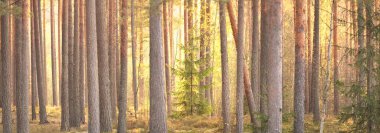 Görkemli Evergreen Ormanı 'nın tepelerinden geçen yol. Güçlü çam ve çam ağaçları. Yumuşak altın gün batımı ışığı. Idyllic sonbahar sahnesi. Doğa, mevsimler, çevre, eko-turizm