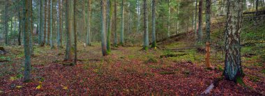 Görkemli Evergreen Ormanı 'nın tepelerinden geçen yol. Güçlü çam ve çam ağaçları. Yumuşak altın gün batımı ışığı. Idyllic sonbahar sahnesi. Doğa, mevsimler, çevre, eko-turizm