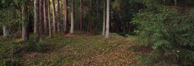 Görkemli Evergreen Ormanı 'nın tepelerinden geçen yol. Güçlü çam ve çam ağaçları. Yumuşak altın gün batımı ışığı. Idyllic sonbahar sahnesi. Doğa, mevsimler, çevre, eko-turizm