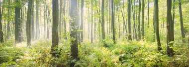 Panoramic view of the mysterious swampy forest. Mighty trees, plants, moss, fern. Overcast day, rain. Pure nature, environment, ecology, ecosystems