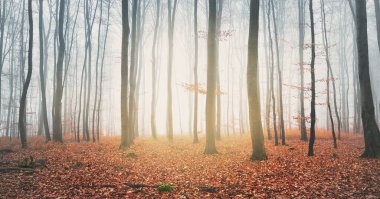 Kalın bir siste gizemli altın kayın ormanı. Güçlü ağaçlar. Kırmızı ve turuncu yapraklar. Lorraine, Fransa. Atmosferik sonbahar manzarası. Resimli panoramik manzara. Ekoloji, çevre, doğa