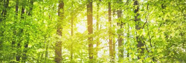 Yeşil yaz kayın ormanının panoramik manzarası. Kudretli ağaçların arasından gün ışığı. Çevresel koruma, ekoloji, saf doğa, eko-turizm. Idyllic manzara