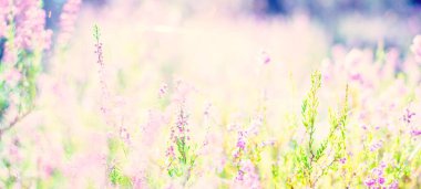 Çiçek açan pembe ve mor kenevir çiçekleri ve yakın plan bir örümcek ağı ormanı. Kuzey Evergreen Ormanı. Idyllic sonbahar sahnesi. Saf doğa, çevre, bitkiler, botanik