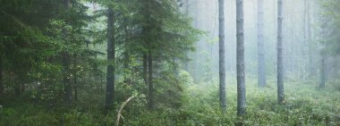 Görkemli çam ormanının içinden sisli bir yol. Yumuşak güneş ışığı, güneş ışınları. Panoramik görünüm