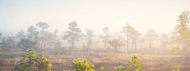 Gündoğumunda yoğun ve gizemli bir siste Evergreen Ormanı (bataklık). - Letonya. Yumuşak güneş ışığı. Idyllic sonbahar manzarası. Peri, rüya gibi bir sahne. Saf doğa, eko-turizm teması