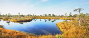 Gün doğumunda kristal berrak göl (bataklık). Çam ağaçları, bitkiler, kenevir çiçekleri. Açık mavi gökyüzü, suyun simetri yansımaları. Sonbahar. Kemeri Ulusal Parkı, Letonya. Saf doğa, eko-turizm, yürüyüş.