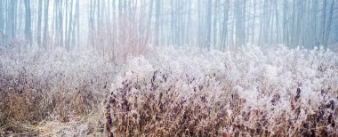 Finlandiya 'daki ilk kar ormanı. Beyaz bir sisin içinde siyah ağaç ve çalı siluetleri. Gizemli manzara. Mevsimler, iklim değişikliği, çevre koruma teması