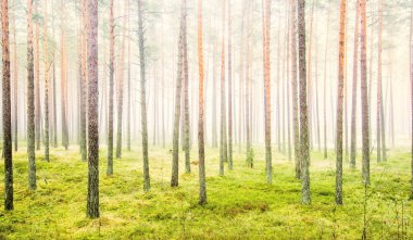 Beyaz bir sis içinde her zaman yeşil olan ormanın içinden geçen bir yol. Güçlü çam ağaçları, yosun, eğrelti otu, bitkiler. Resimli panoramik manzara. Sonbahar, kışın başlangıcı. Saf doğa, çevresel koruma, ekoloji
