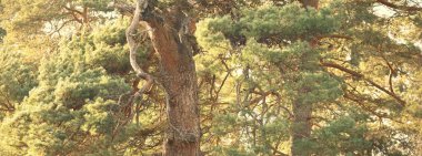 Görkemli Evergreen Ormanı 'nın tepelerinden geçen yol. Güçlü çam ve çam ağaçları. Yumuşak altın gün batımı ışığı. Idyllic sonbahar sahnesi. Doğa, mevsimler, çevre, eko-turizm