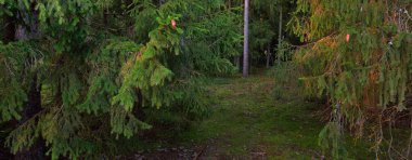Görkemli Evergreen Ormanı 'nın tepelerinden geçen yol. Güçlü çam ve çam ağaçları. Yumuşak altın gün batımı ışığı. Idyllic sonbahar sahnesi. Doğa, mevsimler, çevre, eko-turizm