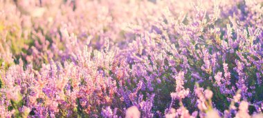 Çiçekler açan mor ve pembe kenevir çiçekleri Calluna vulgaris, örümcek ağı. Panoramik görüntü. Saf doğa, botanik, bahçıvanlık, çevre, ekoloji