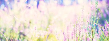 Çiçek açan pembe ve mor kenevir çiçekleri ve yakın plan bir örümcek ağı ormanı. Kuzey Evergreen Ormanı. Idyllic sonbahar sahnesi. Saf doğa, çevre, bitkiler, botanik