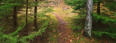 Görkemli Evergreen Ormanı 'nın tepelerinden geçen yol. Güçlü çam ve çam ağaçları. Yumuşak altın gün batımı ışığı. Idyllic sonbahar sahnesi. Doğa, mevsimler, çevre, eko-turizm