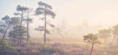 Gündoğumunda yoğun ve gizemli bir siste Evergreen Ormanı (bataklık). - Letonya. Yumuşak güneş ışığı. Idyllic sonbahar manzarası. Peri, rüya gibi bir sahne. Saf doğa, eko-turizm teması