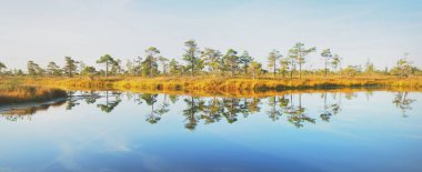 Gün doğumunda kristal berrak göl (bataklık). Çam ağaçları, bitkiler, kenevir çiçekleri. Açık mavi gökyüzü, suyun simetri yansımaları. Sonbahar. Kemeri Ulusal Parkı, Letonya. Saf doğa, eko-turizm, yürüyüş.
