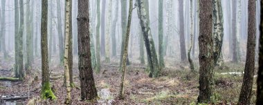 Pathway through the evergreen forest in a white mist. Mighty trees, moss, fern, plants. Picturesque panoramic view. Autumn, early winter. Pure nature, environmental conservation, ecology