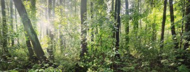 Panoramic view of the mysterious swampy forest. Mighty trees, plants, moss, fern. Overcast day, rain. Pure nature, environment, ecology, ecosystems