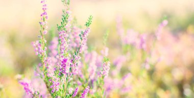 Çiçek açan pembe ve mor kenevir çiçekleri ve yakın plan bir örümcek ağı ormanı. Kuzey Evergreen Ormanı. Idyllic sonbahar sahnesi. Saf doğa, çevre, bitkiler, botanik