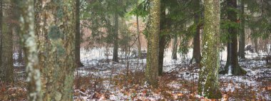 Gizemli karışık kozalaklı ormanların karla kaplı tepelerinden geçen yol. Evergreen çam, ladin, köknar ağaçları, yakın plan kütükler. Doğa, mevsimler, kış, ekoloji, Almanya 'da çevre koruma