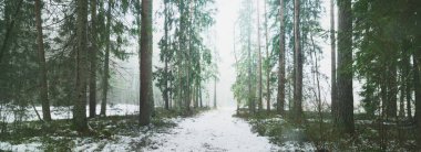 Esrarengiz kozalaklı ormanda donmuş kırsal yol. Doğal tünel. Evergreen çam, ladin, köknar ağaçları, yakın plan kütükler. Doğa, mevsimler, kış, ekoloji. İsveç. Karanlık atmosferik manzara