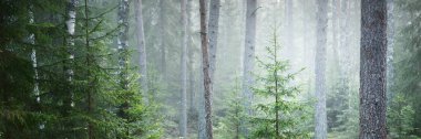 Görkemli çam ormanının içinden sisli bir yol. Yumuşak güneş ışığı, güneş ışınları. Panoramik görünüm