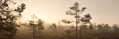 Gündoğumunda yoğun ve gizemli bir siste Evergreen Ormanı (bataklık). - Letonya. Yumuşak güneş ışığı. Idyllic sonbahar manzarası. Peri, rüya gibi bir sahne. Saf doğa, eko-turizm teması