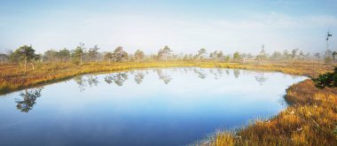 Gün doğumunda kristal berrak göl (bataklık). Çam ağaçları, bitkiler, kenevir çiçekleri. Açık mavi gökyüzü, suyun simetri yansımaları. Sonbahar. Kemeri Ulusal Parkı, Letonya. Saf doğa, eko-turizm, yürüyüş.
