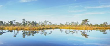 Gün doğumunda kristal berrak göl (bataklık). Çam ağaçları, bitkiler, kenevir çiçekleri. Açık mavi gökyüzü, suyun simetri yansımaları. Sonbahar. Kemeri Ulusal Parkı, Letonya. Saf doğa, eko-turizm, yürüyüş.