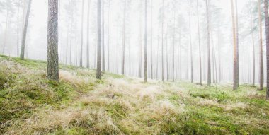 Beyaz bir sis içinde her zaman yeşil olan ormanın içinden geçen bir yol. Güçlü çam ağaçları, yosun, eğrelti otu, bitkiler. Resimli panoramik manzara. Sonbahar, kışın başlangıcı. Saf doğa, çevresel koruma, ekoloji
