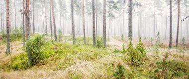 Beyaz bir sis içinde her zaman yeşil olan ormanın içinden geçen bir yol. Güçlü çam ağaçları, yosun, eğrelti otu, bitkiler. Resimli panoramik manzara. Sonbahar, kışın başlangıcı. Saf doğa, çevresel koruma, ekoloji