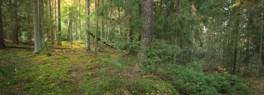 Görkemli Evergreen Ormanı 'nın tepelerinden geçen yol. Güçlü çam ve çam ağaçları. Yumuşak altın gün batımı ışığı. Idyllic sonbahar sahnesi. Doğa, mevsimler, çevre, eko-turizm
