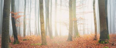 Kalın bir siste gizemli altın kayın ormanı. Güçlü ağaçlar. Kırmızı ve turuncu yapraklar. Lorraine, Fransa. Atmosferik sonbahar manzarası. Resimli panoramik manzara. Ekoloji, çevre, doğa