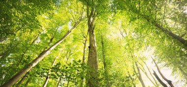 Yeşil yaz kayın ormanının panoramik manzarası. Kudretli ağaçların arasından gün ışığı. Çevresel koruma, ekoloji, saf doğa, eko-turizm. Idyllic manzara