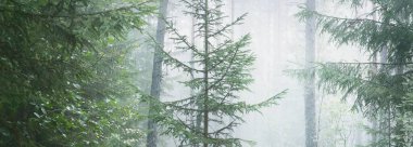 Görkemli çam ormanının içinden sisli bir yol. Yumuşak güneş ışığı, güneş ışınları. Panoramik görünüm