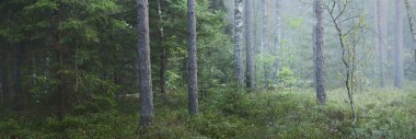 Görkemli çam ormanının içinden sisli bir yol. Yumuşak güneş ışığı, güneş ışınları. Panoramik görünüm