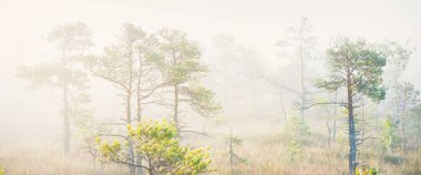 Gündoğumunda yoğun ve gizemli bir siste Evergreen Ormanı (bataklık). - Letonya. Yumuşak güneş ışığı. Idyllic sonbahar manzarası. Peri, rüya gibi bir sahne. Saf doğa, eko-turizm teması