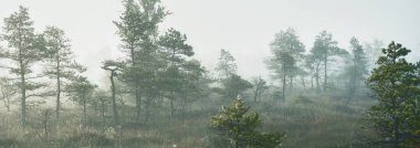 Gündoğumunda yoğun ve gizemli bir siste Evergreen Ormanı (bataklık). - Letonya. Yumuşak güneş ışığı. Idyllic sonbahar manzarası. Peri, rüya gibi bir sahne. Saf doğa, eko-turizm teması