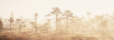 Gündoğumunda yoğun ve gizemli bir siste Evergreen Ormanı (bataklık). - Letonya. Yumuşak güneş ışığı. Idyllic sonbahar manzarası. Peri, rüya gibi bir sahne. Saf doğa, eko-turizm teması