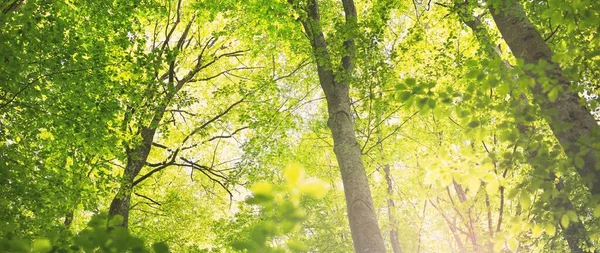 Panoramiczny Widok Zielony Letni Las Bukowy Światło Słoneczne Wśród Potężnych — Zdjęcie stockowe
