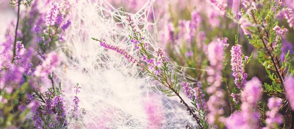 Çiçekler Açan Mor Pembe Kenevir Çiçekleri Calluna Vulgaris Örümcek Ağı — Stok fotoğraf