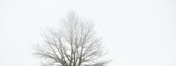 Samotny Suchy Dąb Bez Liści Ponure Niebo Gęstej Mgle Zbliżenie — Zdjęcie stockowe