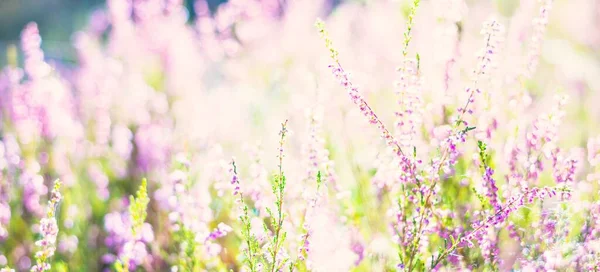 Forest Floor Blooming Pink Purple Heather Flowers Spider Web Close — Stock Photo, Image