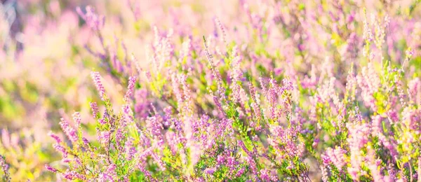 Suelo Del Bosque Flores Brezo Rosa Púrpura Florecientes Una Tela — Foto de Stock