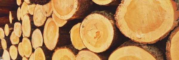 Leña Recién Hecha Bosque Cerca Patrón Madera Textura Fondo Recurso — Foto de Stock